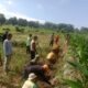Sapa Warga di Kebun Jagung, Bhabinkamtibmas Pantai Bahari Ajak Warga Jaga Kamtibma